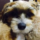 쁘띠시앙 이미지