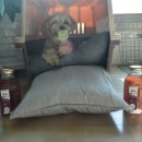 너만멍냥 | [내돈내산] 레트로 가득한 델x트병! 트릿테이블 포도 멍주스