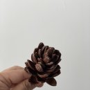 마이아오브제