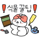 플렌케 이미지