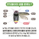 노래로 배우는 Easy English | 🌙 윤동주 &lt;반딧불&gt; 노래로 만나는 시 🌙 Sing along to “Firefly” by Yun Dong-ju