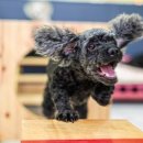 펫플러스라이프 이미지