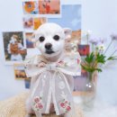 아루멍 그루밍 이미지