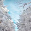 제주 눈 오는날 1100도로 ⛄️ 이미지