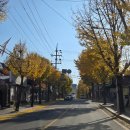 원도심 은행나무 이미지