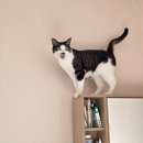 수원-1083 | [공지] 징키의 두번째 호텔링 후기(3박4일) 가토캣슬 내돈내산 재방문