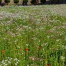 희망의 꽃밭에서 이미지