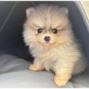 도그마루 동물병원 이미지