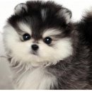 펫 갤러리아 이미지