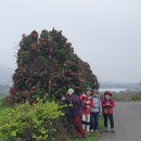 코시롱화덕피자 이미지