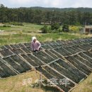 창리마을 이미지