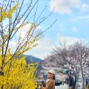 소금정공원 | 국내 봄 여행지 추천 단양 벚꽃 강변산책로 소금정공원 부터!