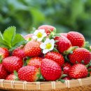 딸기짐 이미지
