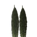 여주-0401 Daum카페