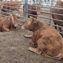 황금누리농장 이미지