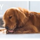 그루밍 루니 이미지