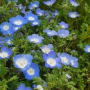 봄꽃에서첫눈까지 이미지