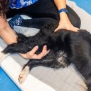 강남동물의료센터 이미지