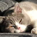 평화동물병원 이미지