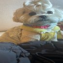 마루벌돌구이 이미지