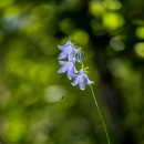 금강초롱 이미지