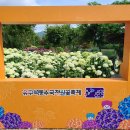 공주 유구 색동수국정원 꽃축제 이미지