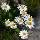 뽕나무민박 이미지