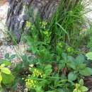 꽃다지 맞은편 이미지