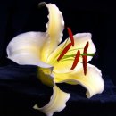 LILY(릴리)