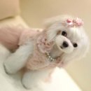 용동물병원 이미지