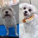 비비그루밍 이미지