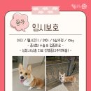 [임보급구] 제발 한달이라도 갈곳 없을까요 _ 아지 이미지
