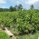 삼호농장 이미지