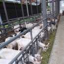 최정언유산양목장 이미지