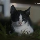 강남25시동물병원