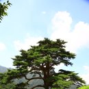 지리산 천년송 Daum카페