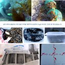 제주 자연산 먹고사리, 산 죽순, 아기물미역 50% 맛보기 이벤트 이미지
