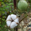 더불어 농장 이미지