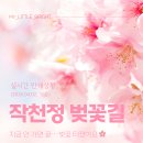 꽃보다프리마켓협동조합 | 작천정 벚꽃길 오늘 실시간 상황｜드디어 만개! 축제 현장 후기, 지금 가세요🌸 (2026.04.02 기준)