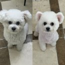 망쿠애견샵 네이버블로그