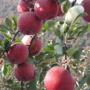 가을농원 이미지