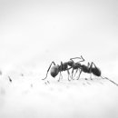 한미사. 이미지