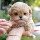 미유펫 강아지고양이 구미점 | 구미강아지분양 안심입양 미유펫에서 시작해요