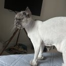 이쁘냥 고양이 미용실 이미지