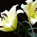 사라세탁소 이미지