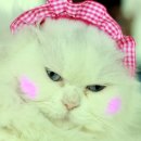 애나동물병원 이미지