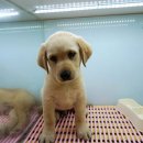 가정견1회분양 이미지