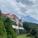 장꽁(카멜리아) 이미지