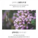 백리향 이미지