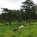 종화목장 이미지